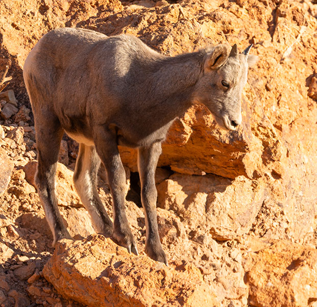 Rocky Mountain Bighorn Ovis canadensis Bighorn Sheep