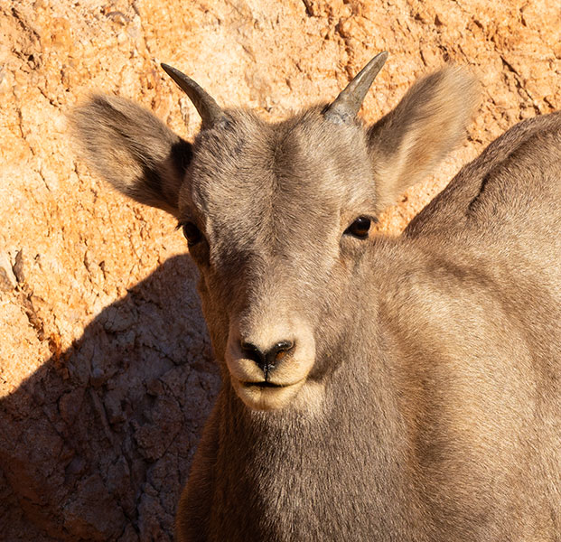Rocky Mountain Bighorn Ovis canadensis Bighorn Sheep