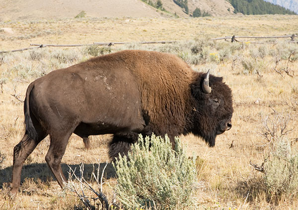 Bison (Bison Bison) 