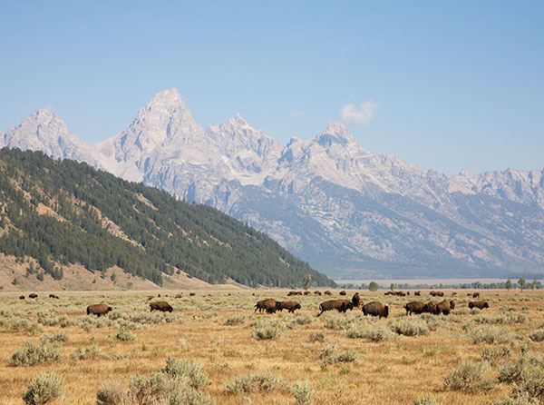 Bison (Bison Bison) with Tetons in background