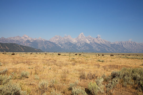 Bison (Bison Bison) with Tetons in background