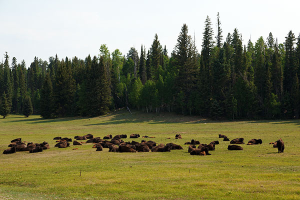 Bison (Bison Bison) 