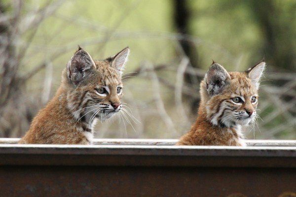 lesu bobcat