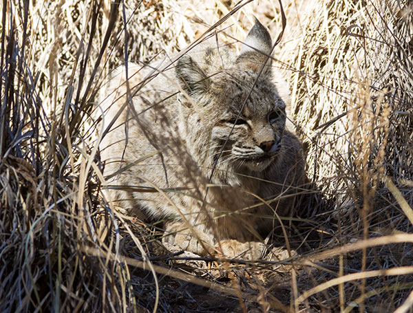 Bobcat Lynx rufus 