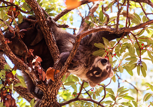 White-nosed Coati Nasua narica Coatimundi Chulo 