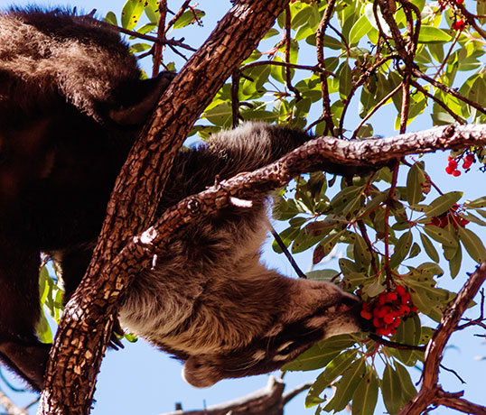 White-nosed Coati Nasua narica Coatimundi Chulo 