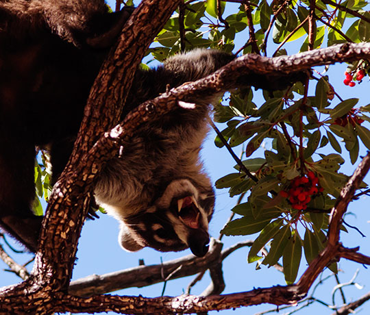 White-nosed Coati Nasua narica Coatimundi Chulo 