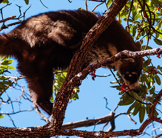 White-nosed Coati Nasua narica Coatimundi Chulo 