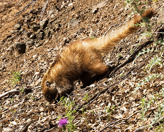 White-nosed Coati Nasua narica Coatimundi Chulo 