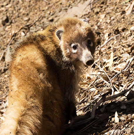 White-nosed Coati Nasua narica Coatimundi Chulo 