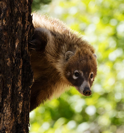 White-nosed Coati Nasua narica Coatimundi Chulo 