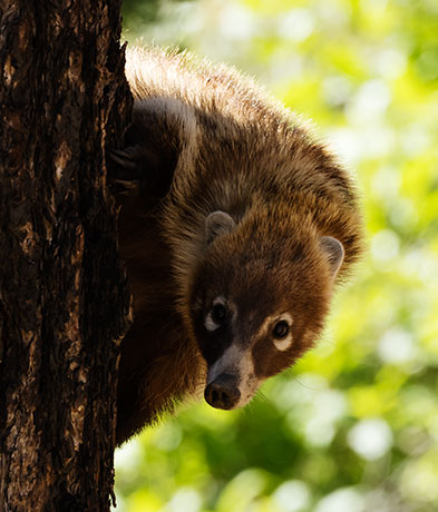 White-nosed Coati Nasua narica Coatimundi Chulo 