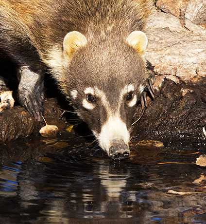 White-nosed Coati Nasua narica Coatimundi Chulo 