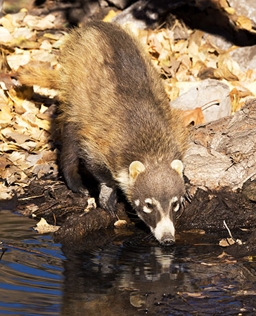 White-nosed Coati Nasua narica Coatimundi Chulo 