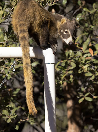 White-nosed Coati Nasua narica Coatimundi Chulo 