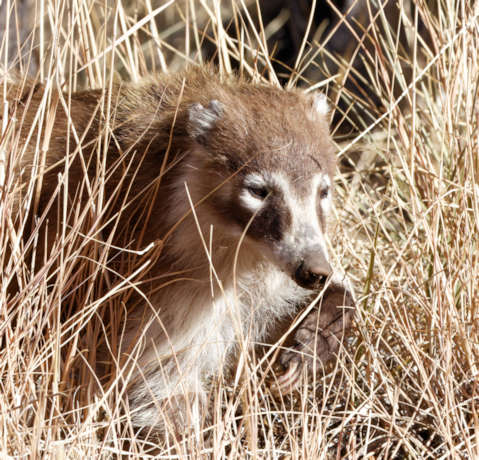 White-nosed Coati Nasua narica Coatimundi Chulo 