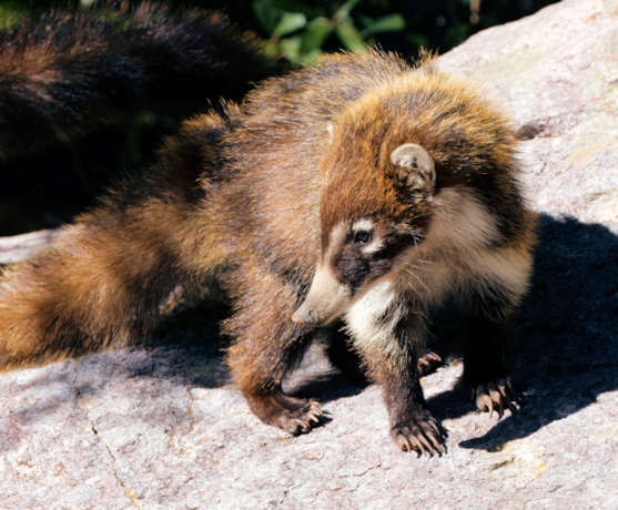 White-nosed Coati Nasua narica Coatimundi Chulo 