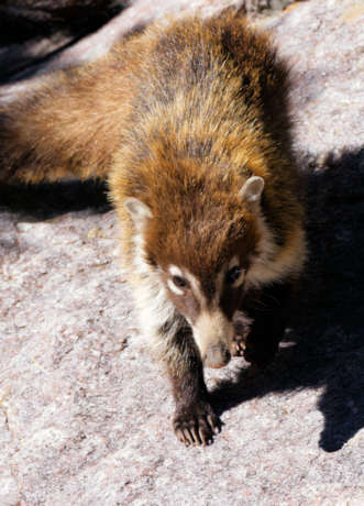 White-nosed Coati Nasua narica Coatimundi Chulo 