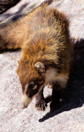 White-nosed Coati Nasua narica Coatimundi Chulo 