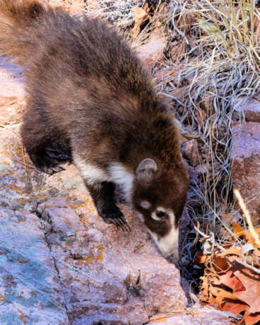 White-nosed Coati Nasua narica Coatimundi Chulo 