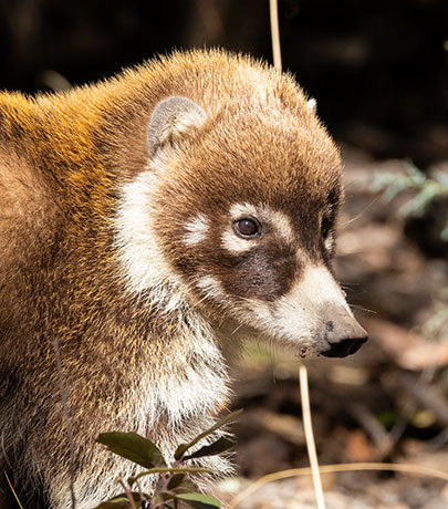 White-nosed Coati Nasua narica Coatimundi Chulo 
