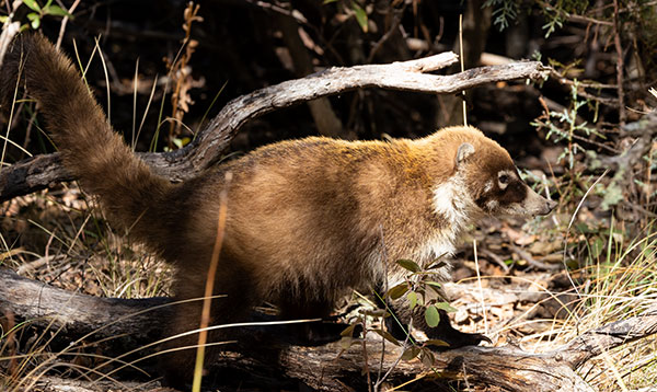 White-nosed Coati Nasua narica Coatimundi Chulo 