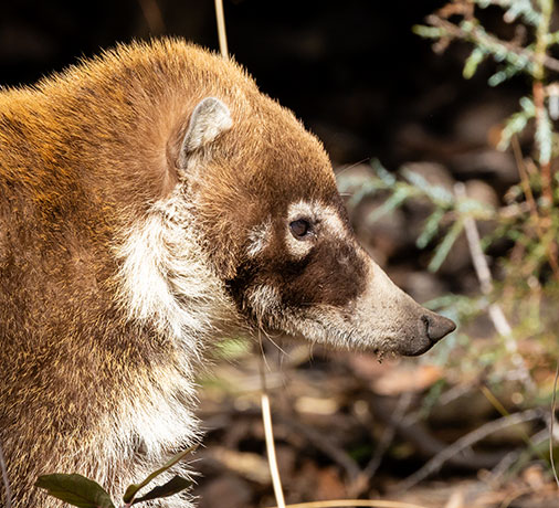 White-nosed Coati Nasua narica Coatimundi Chulo 