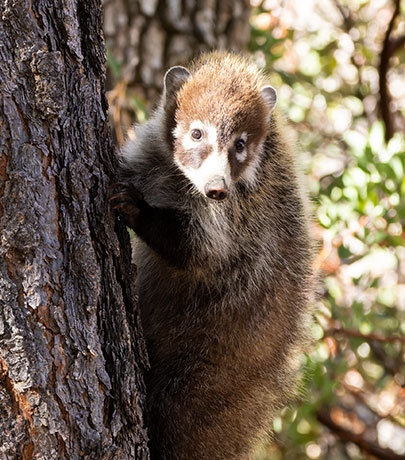White-nosed Coati Nasua narica Coatimundi Chulo 
