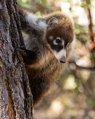 White-nosed Coati Nasua narica Coatimundi Chulo 