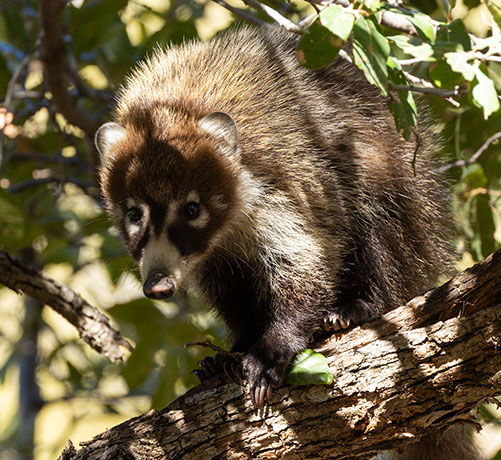White-nosed Coati Nasua narica Coatimundi Chulo 