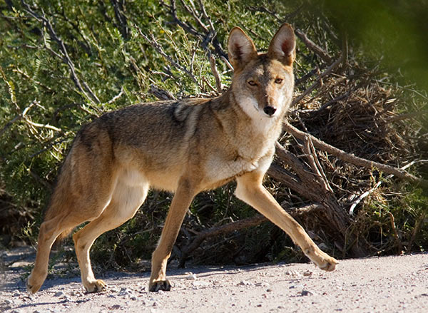 Coyote Canis latrans 