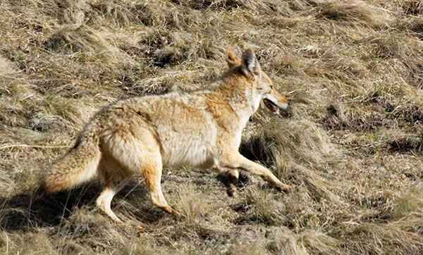 Coyote Canis latrans 
