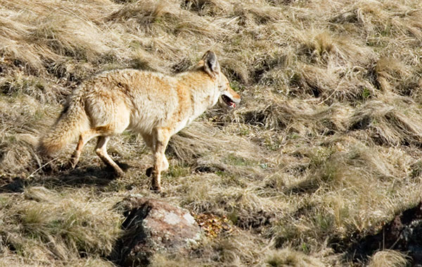 Coyote Canis latrans 