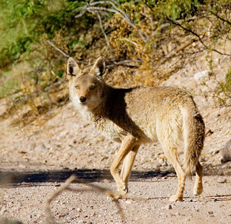 Coyote Canis latrans 