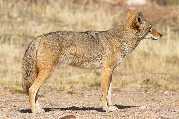 Coyote Canis latrans 