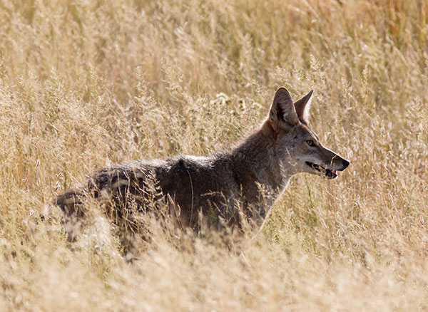 Coyote Canis latrans 