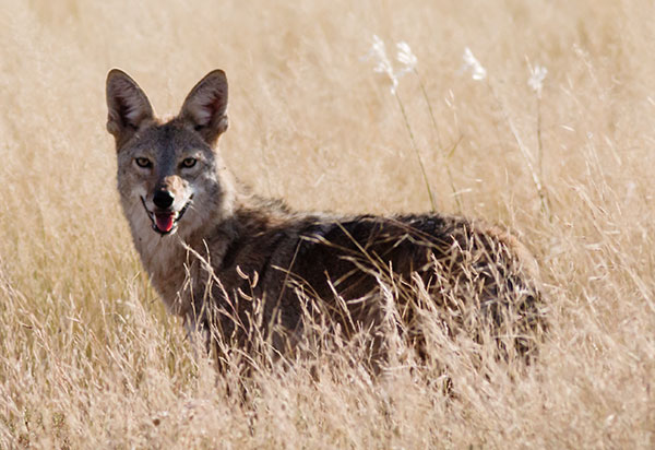 Coyote Canis latrans 