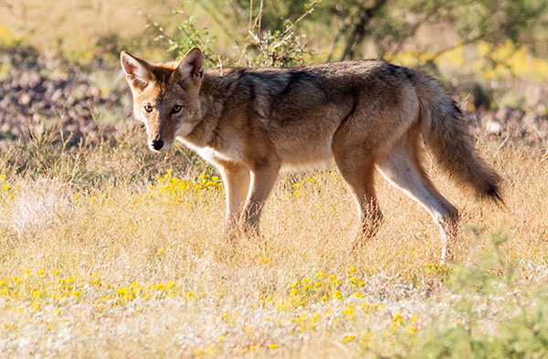 Coyote Canis latrans 