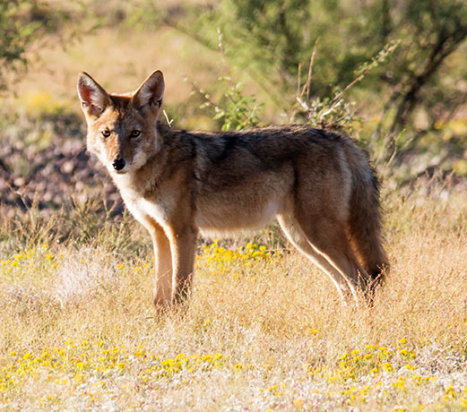 Coyote Canis latrans 