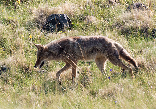 Coyote Canis latrans 