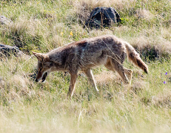 Coyote Canis latrans 