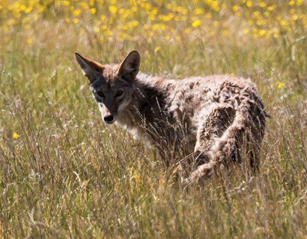 Coyote Canis latrans 