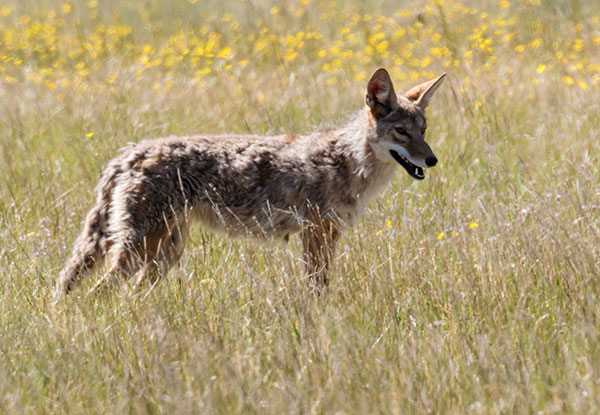 Coyote Canis latrans 