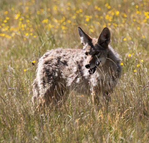 Coyote Canis latrans 