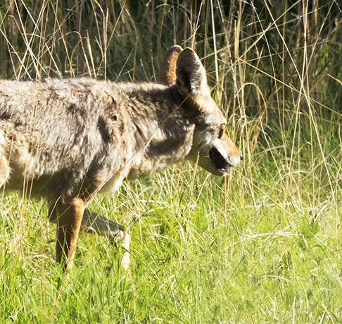 Coyote Canis latrans 