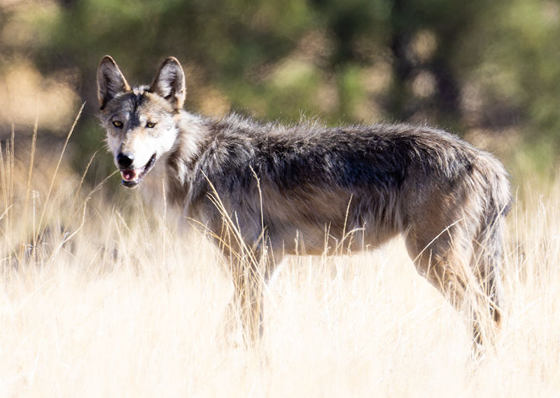 Coyote Canis latrans 