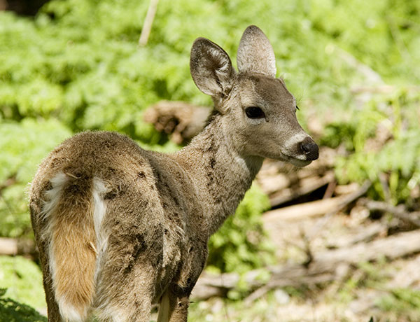 Coues Deer Arizona White-tailed Deer Odocoileus virginianus couesi