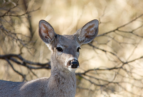 Coues Deer Arizona White-tailed Deer Odocoileus virginianus couesi