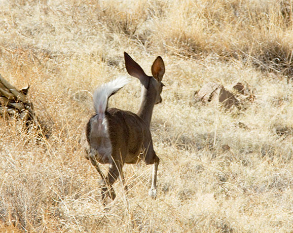 Coues Deer Arizona White-tailed Deer Odocoileus virginianus couesi