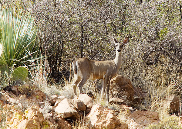 Coues Deer Arizona White-tailed Deer Odocoileus virginianus couesi